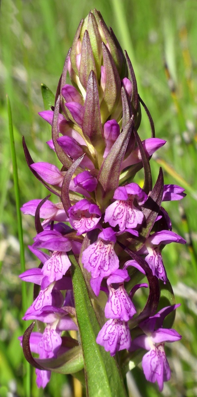 Il lago di Campotosto, orchidee, maltempo eschiarite! maggio/giugno 2023.